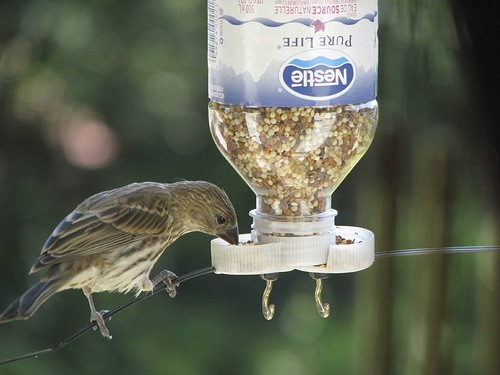 Homemade Bird Feeder