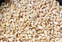 barley for kids