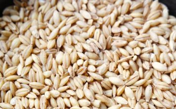 barley for kids