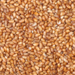 health benefits of teff
