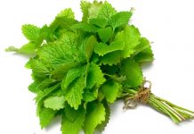 health benefits of lemon balm for children