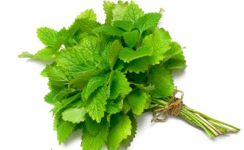 health benefits of lemon balm for children