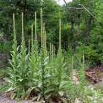 Mullein