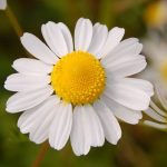 Chamomile