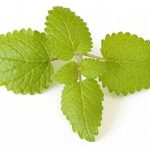 Lemon Balm