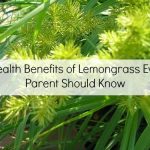 Health-Benefits-of-Lemongrass