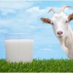 health benefits of goat milk