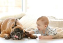 11 Ways to Reduce Pet Allergies at Home