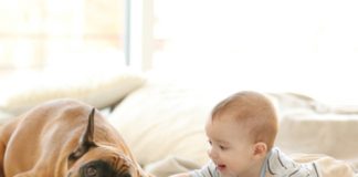 11 Ways to Reduce Pet Allergies at Home