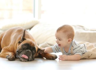 11 Ways to Reduce Pet Allergies at Home