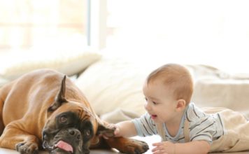 11 Ways to Reduce Pet Allergies at Home