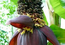 Banana Flower