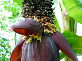 Banana Flower