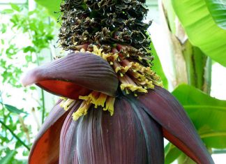 Banana Flower