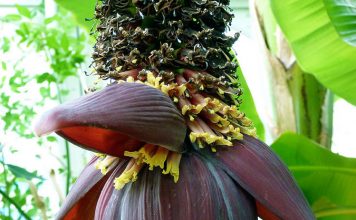 Banana Flower