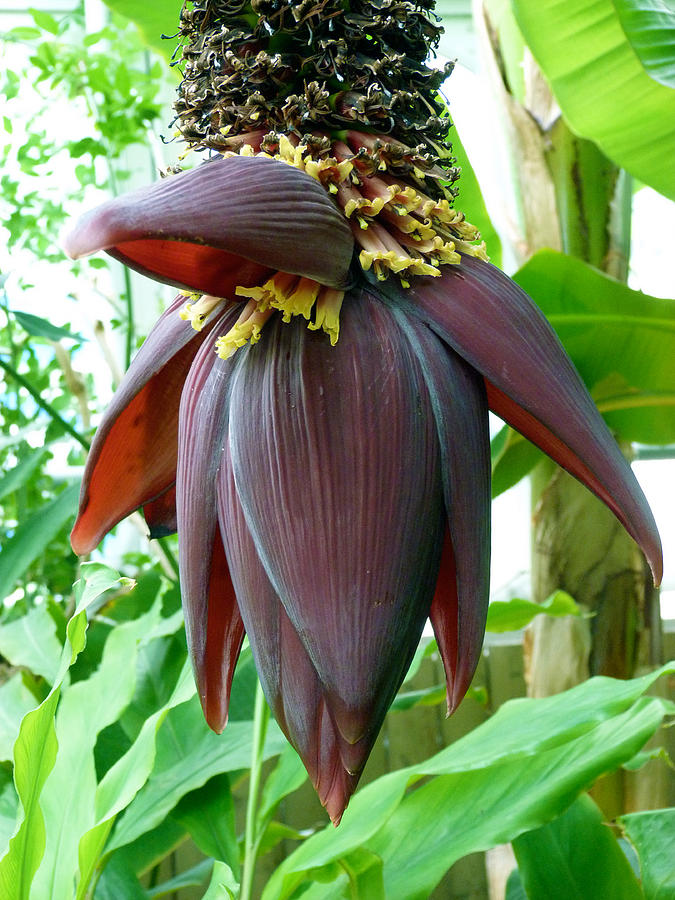 How To Cut The Banana Flower