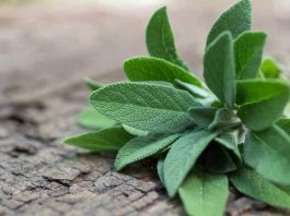 Health Benefits of Sage for Children