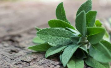 Health Benefits of Sage for Children