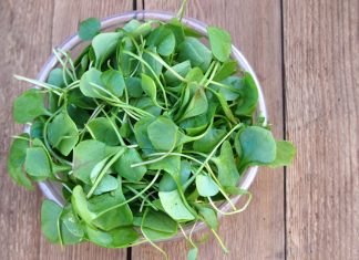 Health Benefits of Watercress for Children