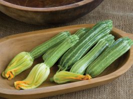 benefits of marrow vegetable
