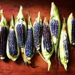 blue corn for children