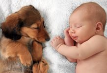 Loving Strategies to Ensure Harmony Between Babies and Fur Babies