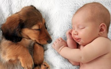 Loving Strategies to Ensure Harmony Between Babies and Fur Babies