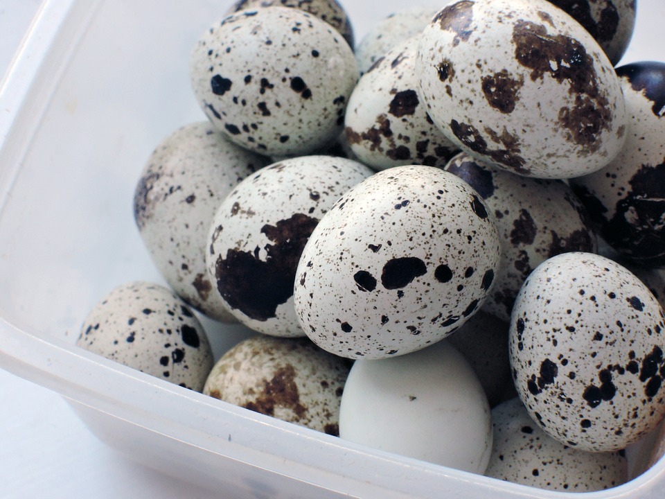 quail egg benefits