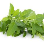 Health Benefits of Holy Basil for Kids