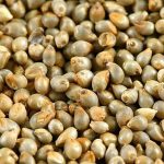 Health Benefits of Pearl Millet