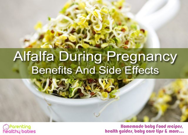 Alfalfa During Pregnancy