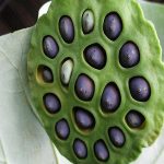 11 Health Benefits Of Lotus Seeds For Pregnant Moms