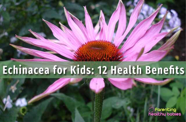 echinacea for children