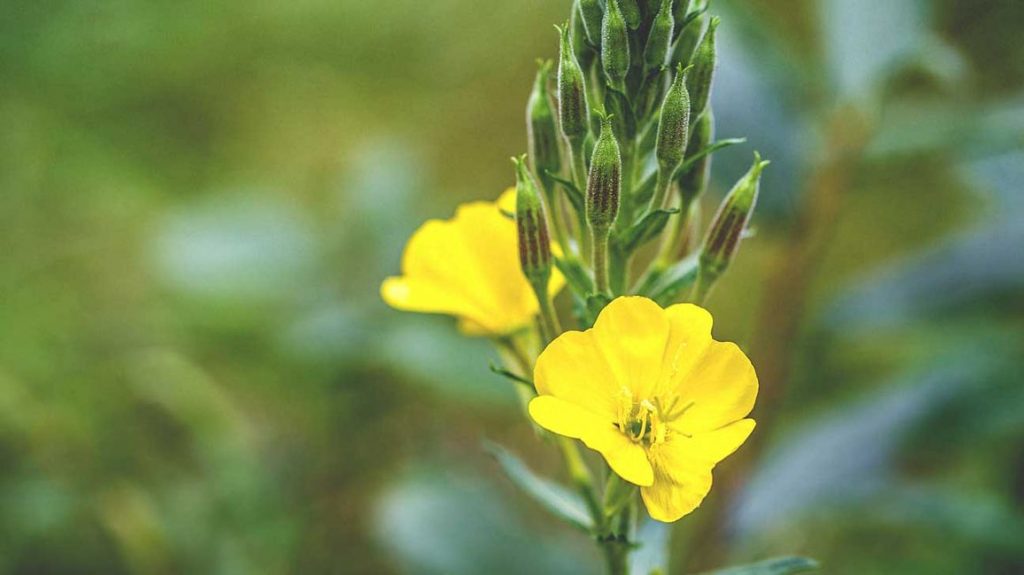 How Does Evening Primrose Oil Work To Induce Labor 