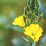 evening primrose oil