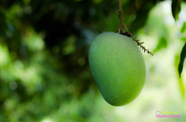 health benefits of green mango for kids
