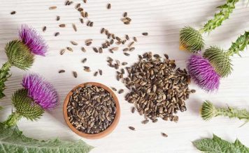 milk thistle during pregnancy