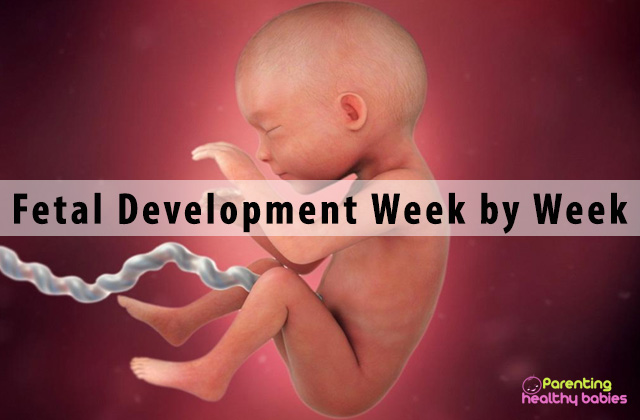 Fetal Development Week by Week