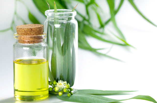 15 Must Know Eucalyptus Oil Benefits And Uses During Pregnancy