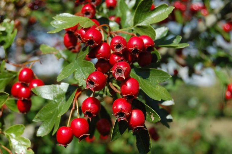 11 Must Know Amazing Health Benefits of Hawthorn Berry