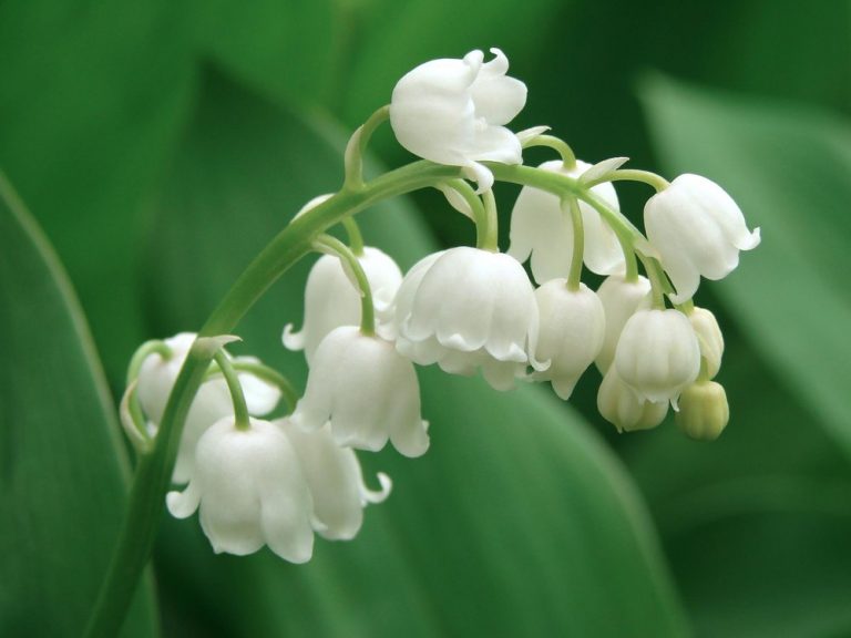 11 Must Know Surprising Benefits of Lily of the Valley