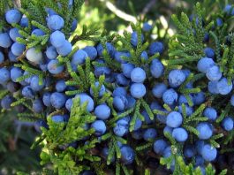 juniper berry essential oil