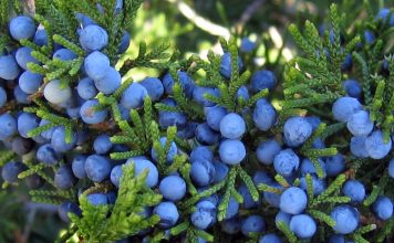 juniper berry essential oil