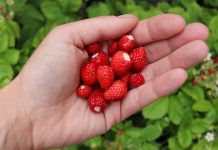 alpine strawberries