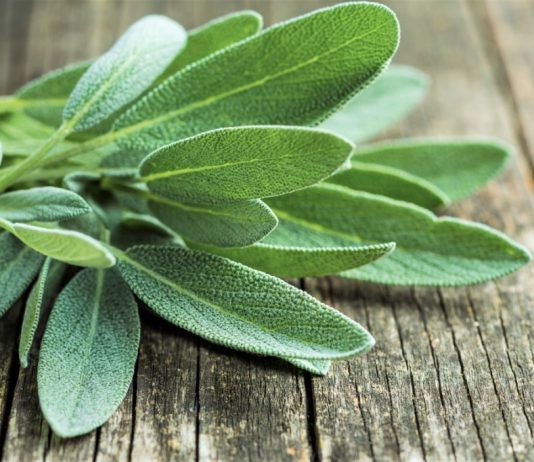 sage during pregnancy