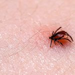 tick borne diseases