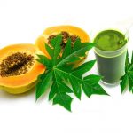 papaya leaves extract for dengue