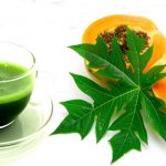 papaya leaves extract for dengue