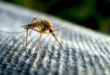 prevention from mosquito bite