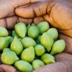 kakadu plums benefits